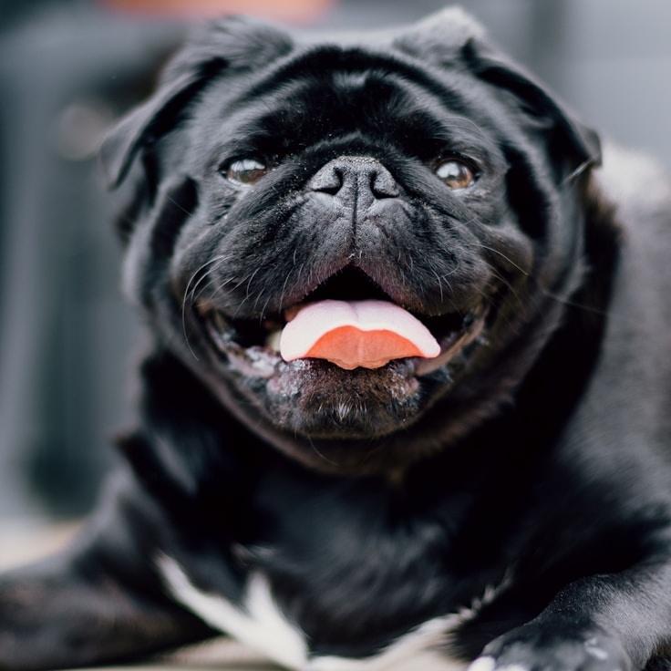 Portrait of Alex Rowan, community mentor and Italian cuisine specialist